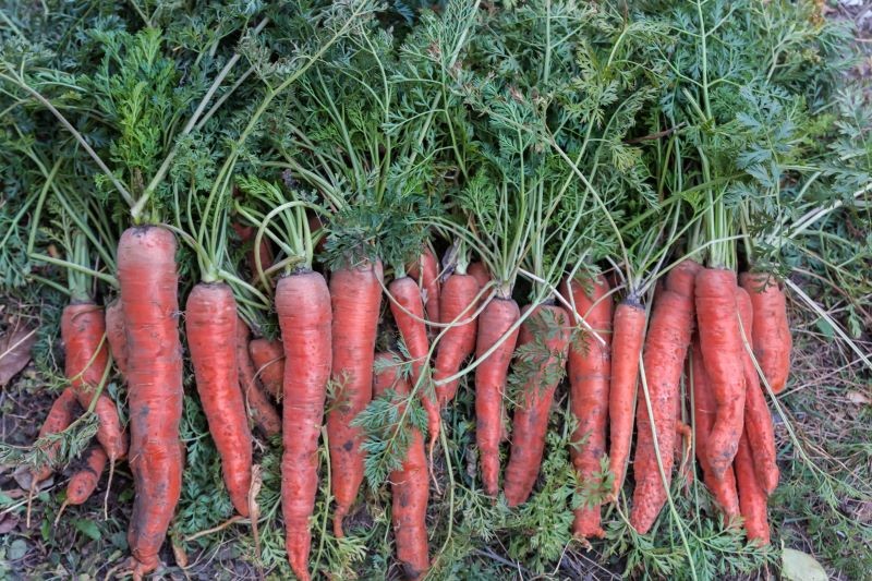 Marchewka jest jednym z warzyw, które całkiem nieźle tolerują suszę.