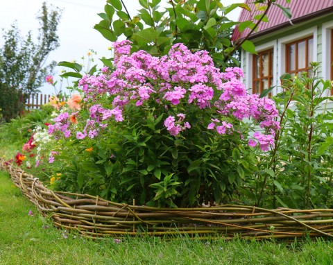 Te kwiaty w ogrodzie uwielbiają przesadzanie. Przenieś je w nowe miejsce, a rozkwitną i się rozrosną