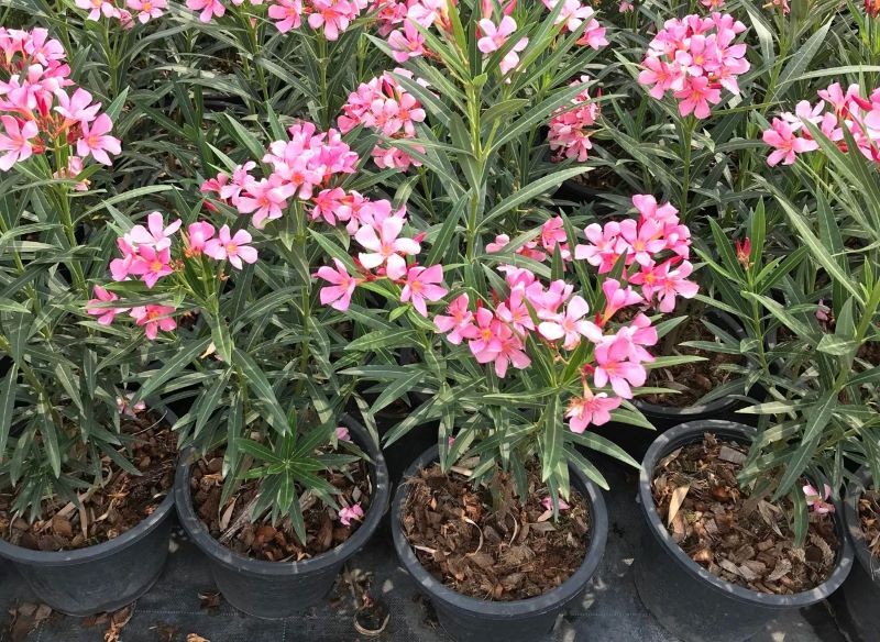 Ze względu na obfite kwitnienie oleander ma stosunkowo wysokie wymagania pokarmowe.