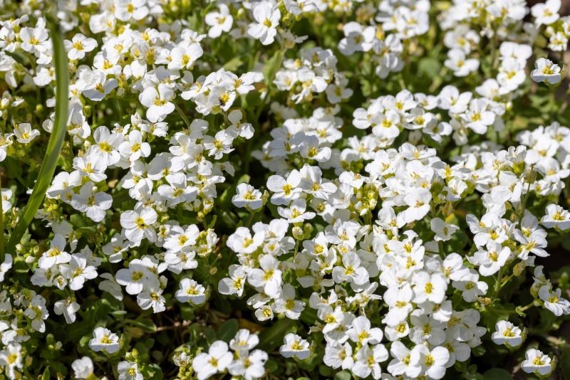 Gęsiówka kaukaska (Arabis caucasica) nie wymaga częstego podlewania.