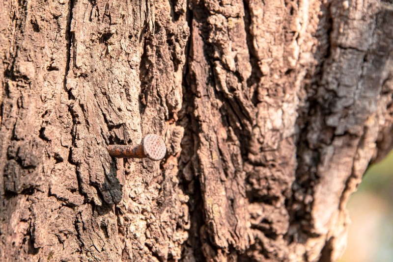 wbijanie gwoździ w drzewa owocowe