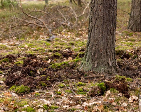 Co zrobić, gdy dzik zryje ogród? Bezpieczne i skuteczne metody na odstraszanie dzikich zwierząt