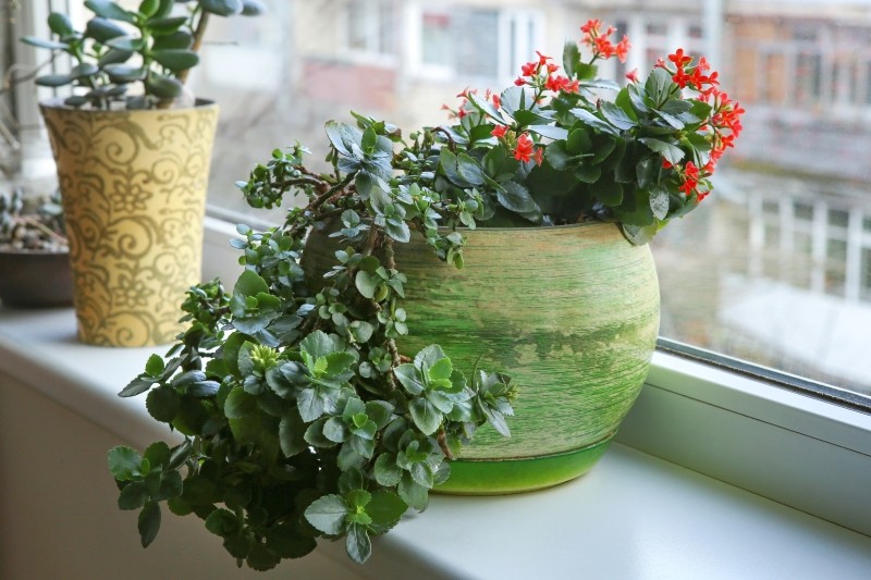 kwiaty doniczkowe do kuchni