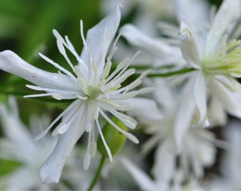 Powojnik pnący (Clematis vitalba)