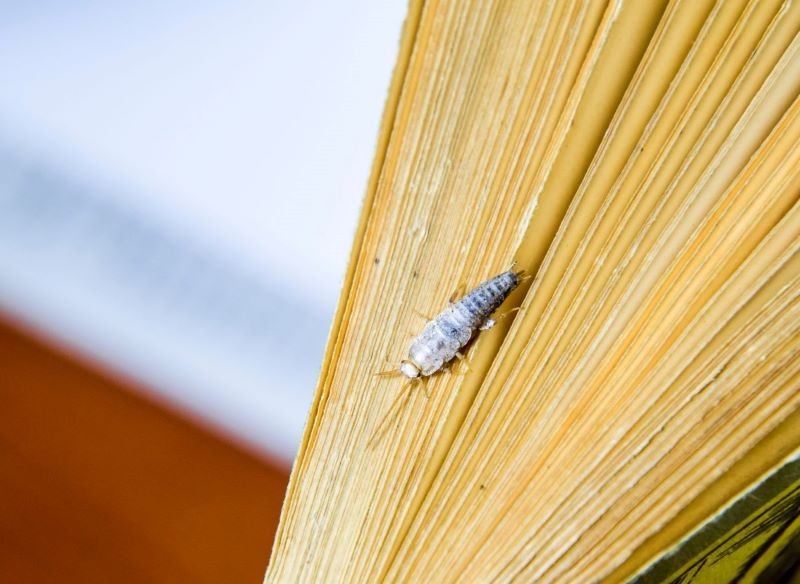 Rybiki cukrowe mogą żywić się papierem.