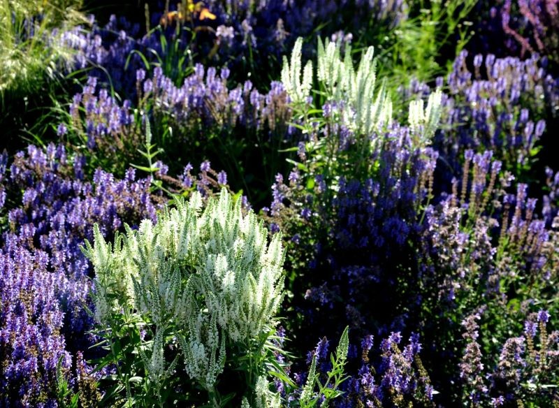 Z przetaczników możemy stworzyć piękne kompozycje w ogrodzie.