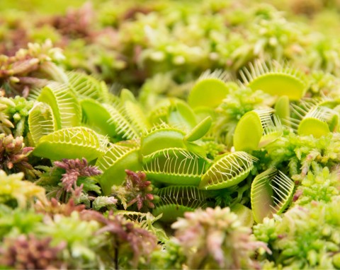 Muchołówka amerykańska (Dionaea muscipula)