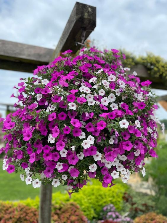 Rośliny, Supertunia Vista - hit na balkon i do ogrodu 2023 - Supertunia Vista to nowa odmiana petunii, która robi furorę na całym świecie. Kwitnie dużo obficiej niż tradycyjne odmiany, jest odporniejsza na choroby i niekorzystną pogodę, a do tego nie trzeba jej obrywać — sama się oczyszcza. Jej pędy dorastają nawet do 1 m długości! To świetna propozycja na letnie balkony, ale też rabaty — posadzona w gruncie robi ogromne wrażenie. 

Źródło zdjęć: Pinterest