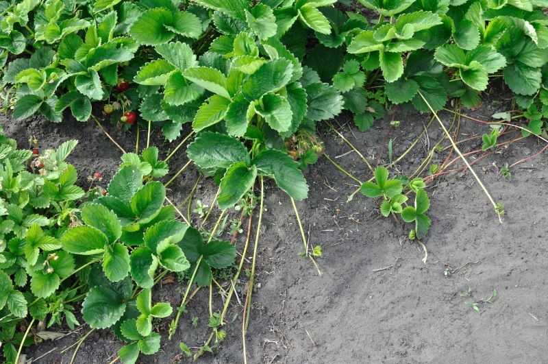 Do rozmnożenia truskawek latem możemy wykorzystać rozłogi z tegorocznej uprawy.