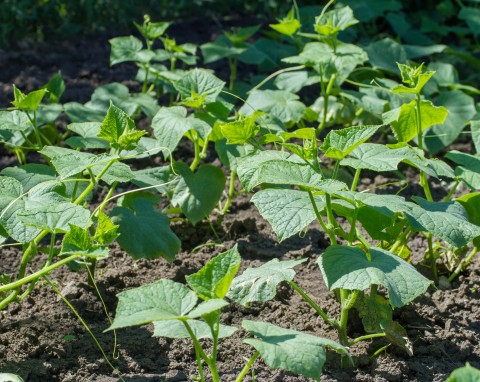 Czym nawozić ogórki w lipcu? Naturalna odżywka na wiadra pełne zdrowych owoców