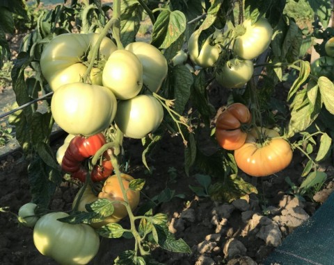 Szykujesz rozsadę pomidorów? Wysiej pomiędzy sadzonki, owoce będą bardziej soczyste i aromatyczne