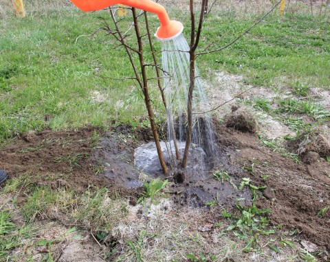 Sadzenie drzew i krzewów owocowych jesienią. Szybki poradnik nie tylko dla początkujących