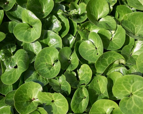 Idealne pod drzewa, do cienia i trudne miejsca w ogrodzie. 3 żelazne rośliny zimozielone