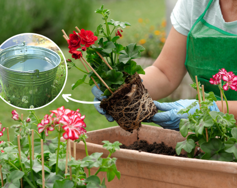 Ogrodnik zaleca: zrób to, zanim posadzisz kwiaty na balkonie i tarasie. Efekty będą imponujące