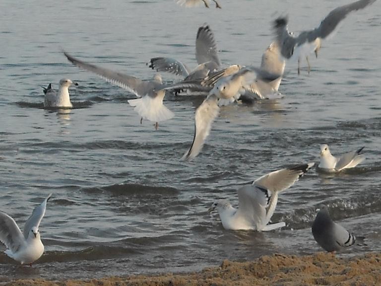 Pozostałe, Spacer nad morzem w świąteczny , słoneczny dzień................