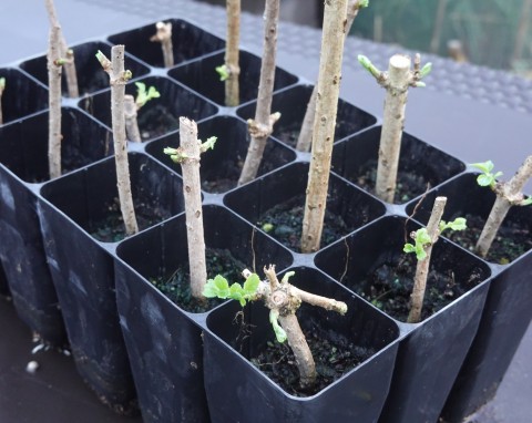 Pobieranie i ukorzenianie sadzonek zdrewniałych zimą. Jak przechowywać je do wiosny?