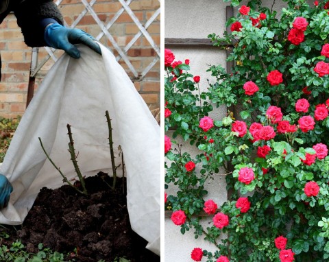 Zabezpieczanie róż pnących na zimę. Przygotowanie róż do zimowania krok po kroku