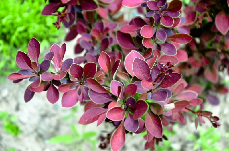 miniaturowe krzewy ozdobne