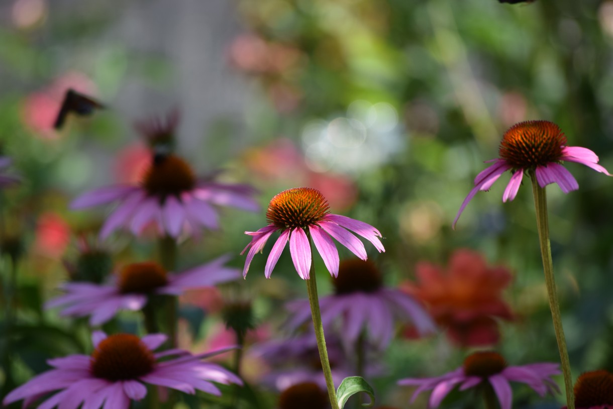 Rośliny, ECHINACEA...