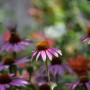 Rośliny, ECHINACEA...