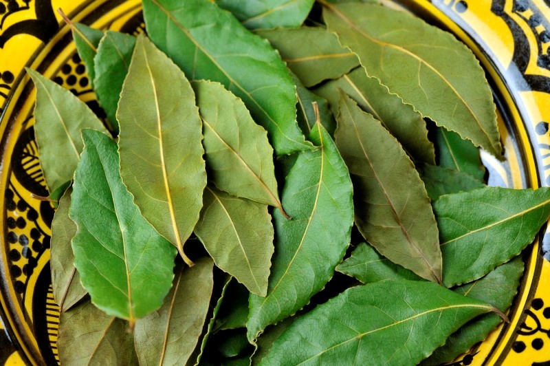 właściwości liści laurowych