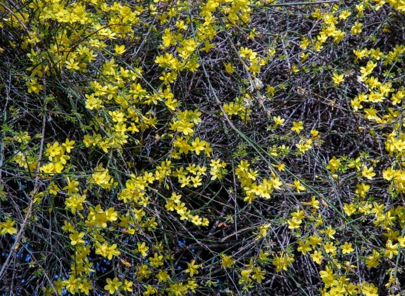 Jaśmin nagokwiatowy jest dość wymagającą rośliną.