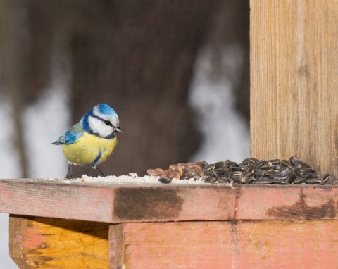 Czy karmnik może szkodzić ptakom? Choroby, błędy i skuteczne sposoby zapobiegania