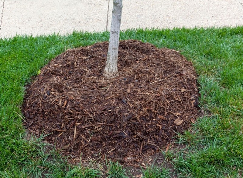 zabezpieczanie drzewek owocowych na zimę