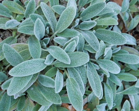 Zdobi przez cały rok, jest odporny i bezobsługowy. Zimą tworzy w ogrodzie srebrzyste dywany