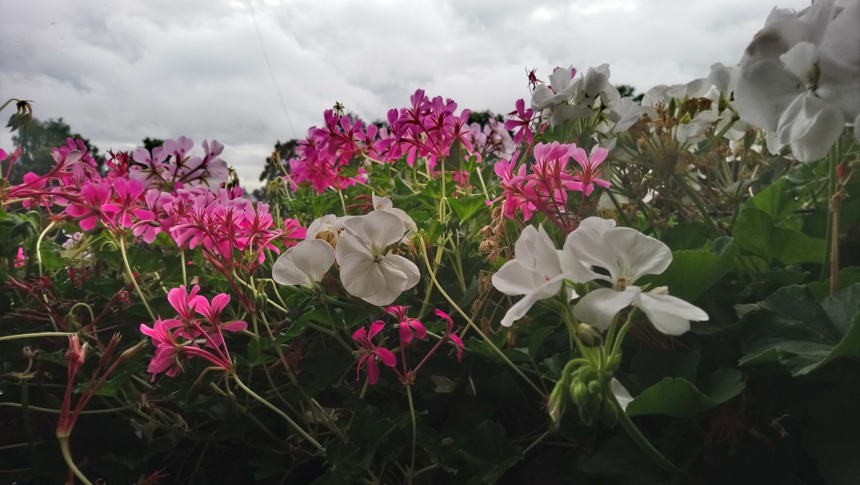 Rośliny, Sierpniowe love............ - ................i pelargonie....................