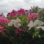 Rośliny, Sierpniowe love............ - ................i pelargonie....................