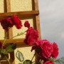 Pozostałe, Lipcowe ogrodowe fotki............... - ..............i róża na balkonie..............