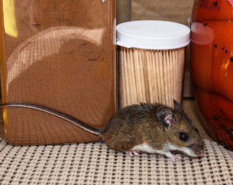 Jak najszybciej pozbyć się myszy z domu? Wypróbuj metodę z folią aluminiową i olejkiem