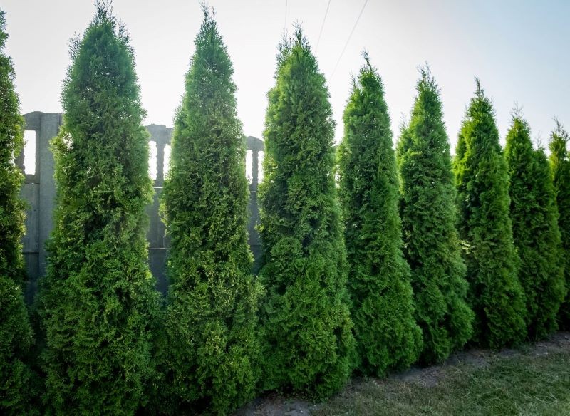 To mit, że w tujach kryje się więcej kleszczy niż w innych roślinach w ogrodzie.