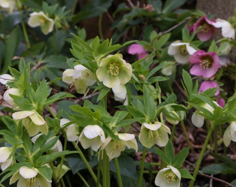 Ciemiernik biały (Helleborus niger)