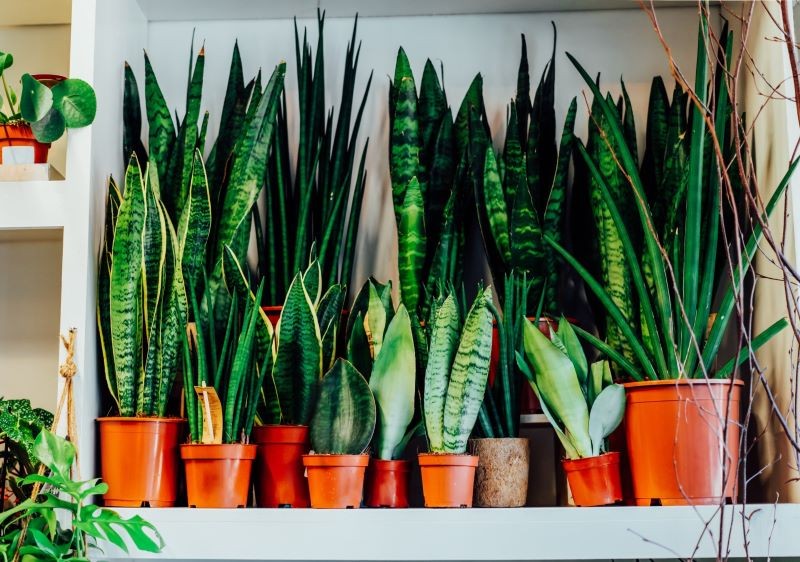 Małe doniczki to podstawa