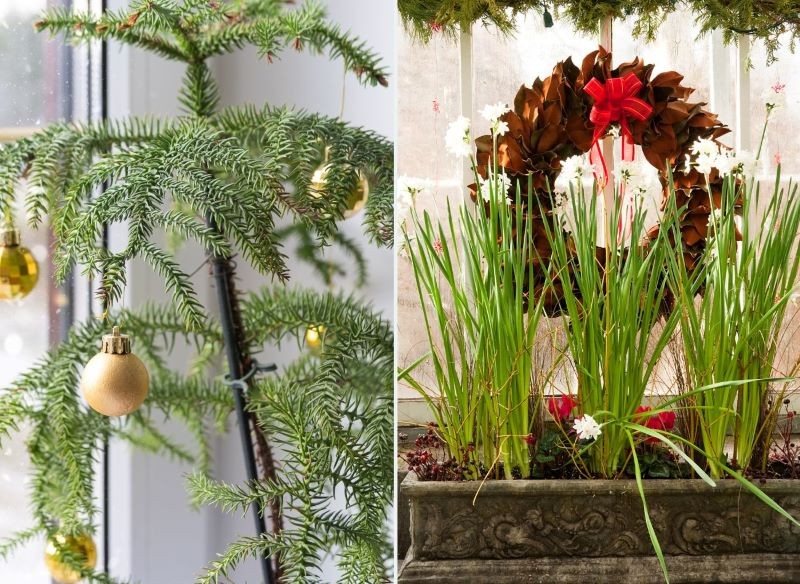 Araukaria i narcyz bożonarodzeniowy 'Paperwhite Ziva' są wspaniałą dekoracją na święta.