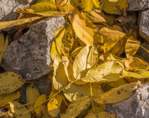 Czy można kompostować liście orzecha włoskiego? Ostrożnie, żeby nie narobić sobie kłopotu
