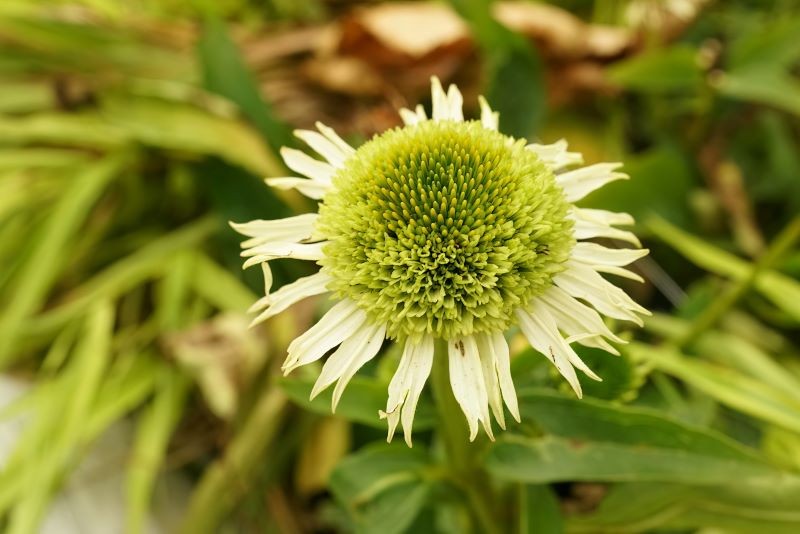 Jeżówka 'Delicious Nougat' to ciekawy wybór do ogrodu.