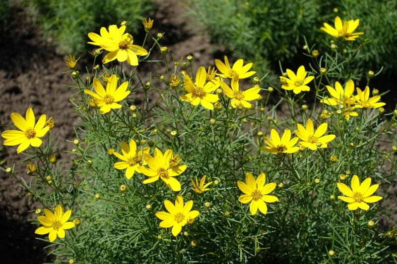 jak uprawiać nachyłka