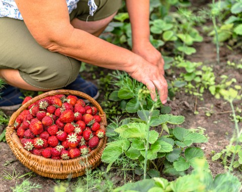 Najlepszy sąsiad dla truskawek. Będą zdrowo i obficie owocować