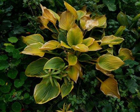 Byliny jesienią. Instrukcja pielęgnacji i zabezpieczenia przed mrozami