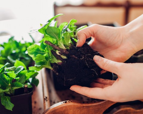Rozmnażanie hortensji przez sadzonki zdrewniałe. Prosty sposób, każda gałązka się ukorzeni