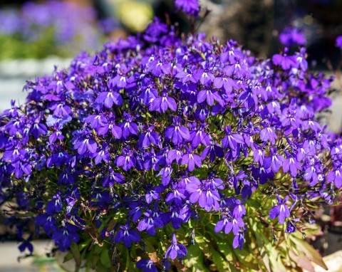 Lobelia (lobelia)