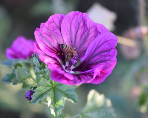 Ślaz zaniedbany (Malva neglecta)