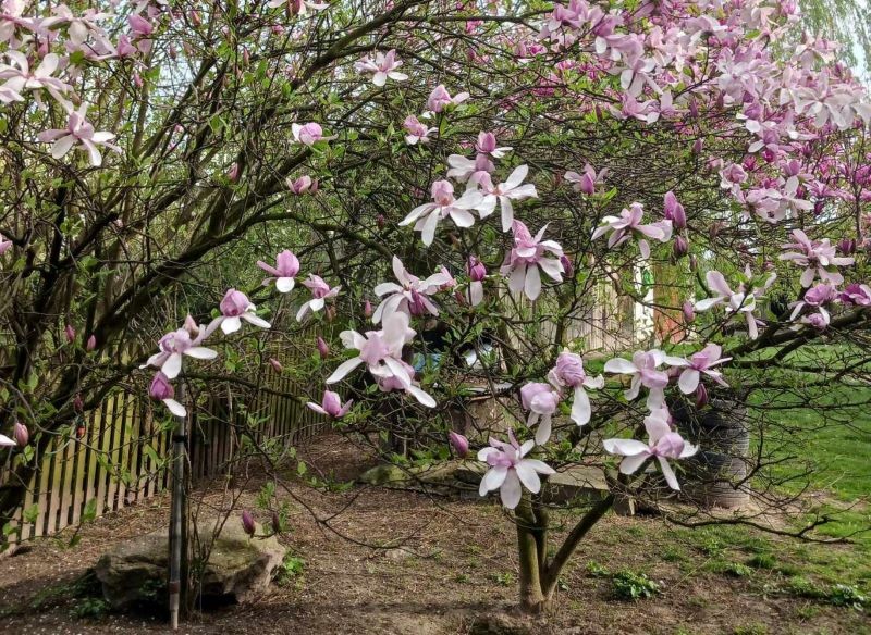 magnolia
