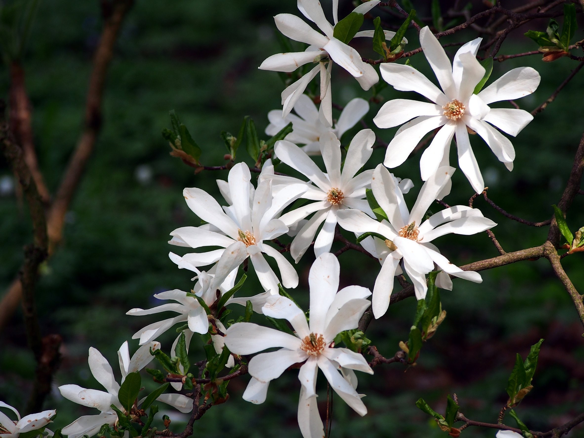 magnolia gwiaździsta