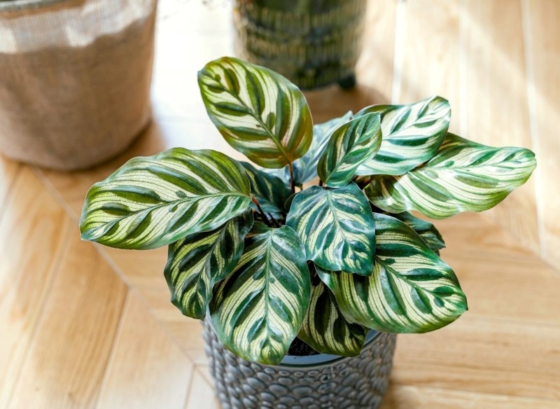 najpiękniejsze rośliny doniczkowe