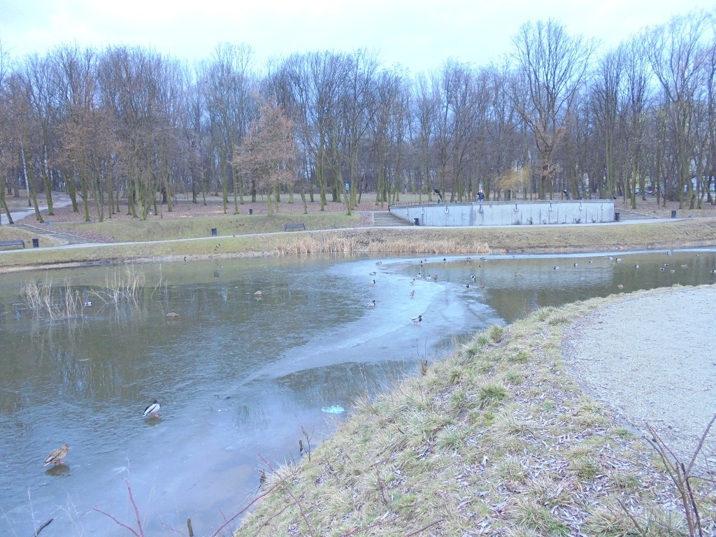 Pozostałe, STAW PÓŁNOCNY w PARKU im. KACHLA