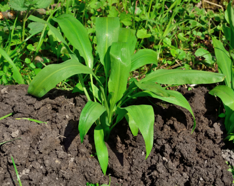Wysiej w listopadzie, zacznie wschodzić w marcu. Warto mieć w ogrodzie, bo ma dużo właściwości leczniczych